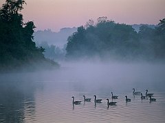 In the Morning Mist, Canada Geese